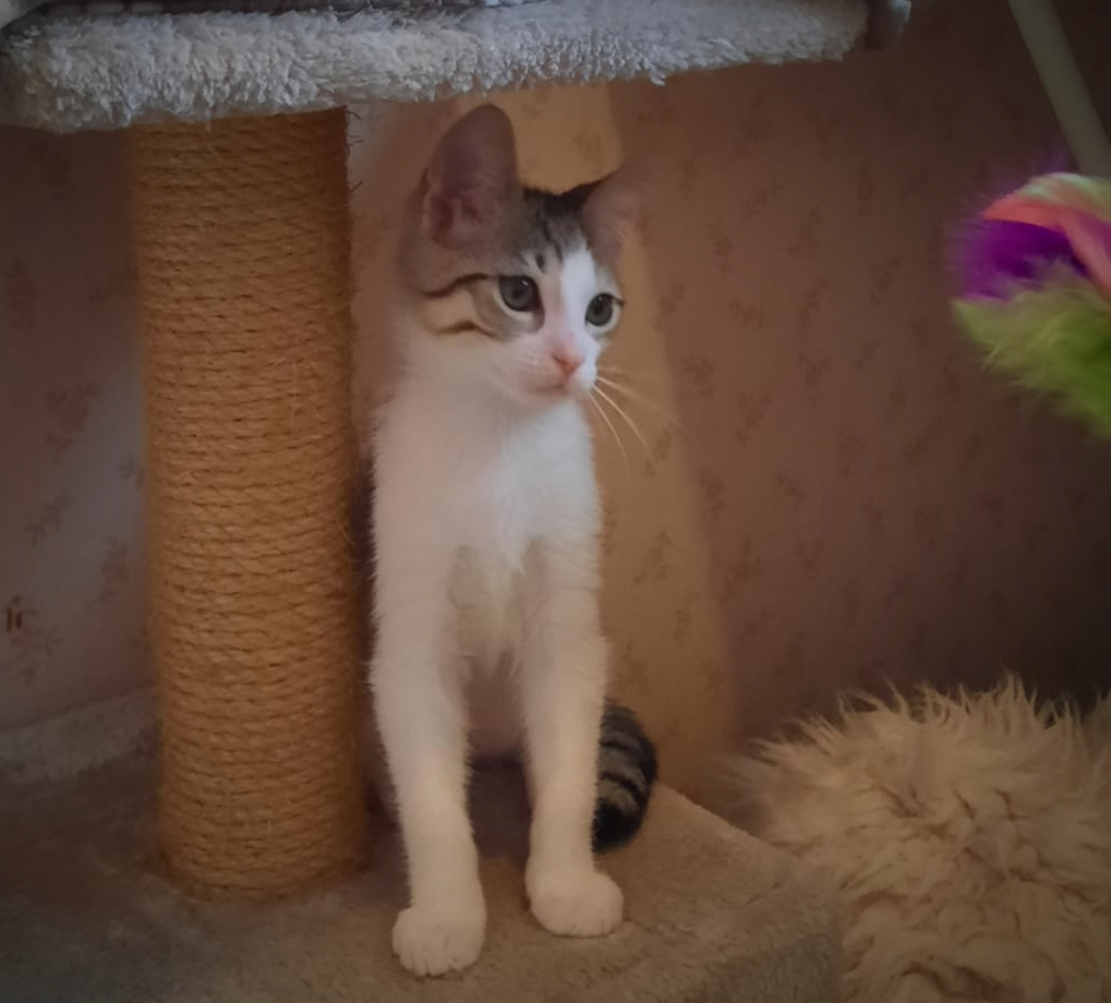 jasmin